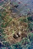 Red-throated Diver nest - Roodkeelduiker nest
