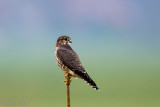 Merlin - Smelleken - Falco columbarius