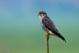 Merlin - Smelleken - Falco columbarius