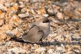 Small Pratincole - Kleine Vorkstaartplevier - Glareola lactea