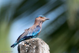 Indian Roller - Indische Scharrelaar - Coracias benghalensis