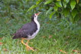 White-breasted Waterhen - Witborstwaterhoen - Amaurornis phoenicurus