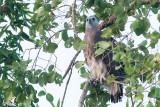 Grey-headed Fish Eagle - Grote Rivierarend - Ichthyophaga ichthyaetus