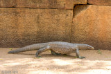 Land Monitor - Bengaalse Varaan - Varanus bengalensis
