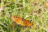 Tawny Coster - Acraea violae