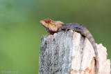 Oriental Garden Lizard - Bloedzuiger - Calotes versicolor