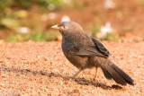 Yellow-billed Babbler - Geelsnavelbabbelaar - Turdoides affinis