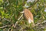 Indian Pond Heron - Indische Ralreiger - Ardeola grayii