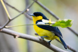 Common Iora - Gewone Iora - Aegithina tiphia