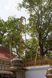 Jaya Sri Maha Bodhi