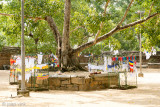 Jaya Sri Maha Bodhi