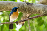 Tickells Blue Flycatcher - Tickells Niltava - Cyornis tickelliae