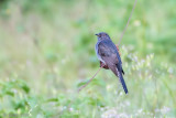 Grey-bellied Cuckoo - Grijsbuik-Piet-van-Vliet - Cacomantis passerinus