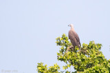 Grey-headed Fish Eagle - Grote Rivierarend - Ichthyophaga ichthyaetus
