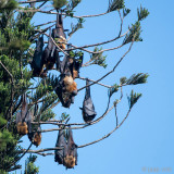 Greater Short-nosed Fruit Bat - Kortneusvleerhond - Cynopterus sphinx