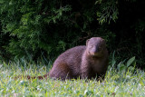 Ruddy Mongoose - Herpestes smithii