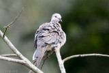 Spotted Dove - Parelhalstortel - Spilopelia chinensis