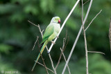 Rose-ringed Parakeet - Halsbandparkiet - Psittacula krameri