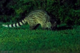 Ring-tailed Civet - Rass - Viverricula indica