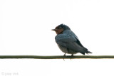 Hill Swallow - Hutzwaluw - Hirundo domicola