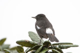 Pied Bushchat - Zwarte Roodborsttapuit - Saxicola caprata