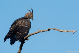 Crested Hawk Eagle - Indische Kuifarend - Nisaetus cirrhatus