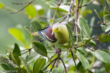 Sri Lanka Green Pigeon - Ceylonpapegaaiduif - Treron pompadora