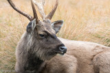 Sambar - Sambar - Cervus unicolor 