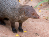 Ruddy Mongoose - Herpestes smithii