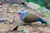 Emerald Dove - Smaragdduif - Chalcophaps indica robinsoni