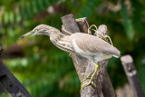 Indian Pond Heron - Indische Ralreiger - Ardeola grayii