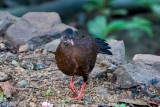 Sri Lanka Spurfowl - Ceylondwergfazant - Galloperdix bicalcarata