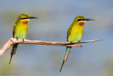 Blue-tailed Bee-eater - Blauwstaartbijeneter - Merops philippinus
