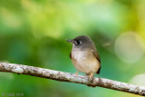 Brown-breasted Flycatcher - Bamboevliegenvanger - Muscicapa muttui