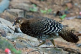 Sri Lanka Junglefowl - Ceylonhoen - Gallus lafayetti