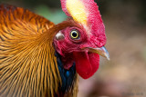 Sri Lanka Junglefowl - Ceylonhoen - Gallus lafayetti