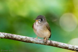 Brown-breasted Flycatcher - Bamboevliegenvanger - Muscicapa muttui