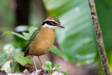 Indian Pitta - Negenkleurige Pitta - Pitta brachyura