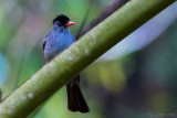 Square-tailed Bulbul - Ghats Buulbuul - Hypsipetes ganeesa humii