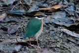 Indian Pitta - Negenkleurige Pitta - Pitta brachyura