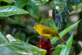 Yellow-browed Bulbul - Goudbrauwbuulbuul - Acritillas indica