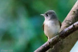 Brown-breasted Flycatcher - Bamboevliegenvanger - Muscicapa muttui