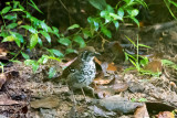Spot-winged Thrush - Vlekvleugellijster - Zoothera spiloptera