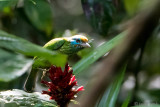 Yellow-fronted Barbet - Ceylonese Baardvogel - Psilopogon flavifrons