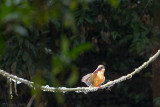 Stork-billed Kingfisher - Ooievaarsbekijsvogel - Pelargopsis capensis