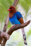 Sri Lanka Blue Magpie - Blauwe Kitta - Urocissa ornata