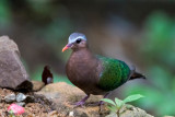 Emerald Dove - Smaragdduif - Chalcophaps indica robinsoni
