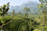 Tea Plantations