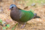 Emerald Dove - Smaragdduif - Chalcophaps indica robinsoni