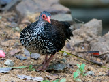 Sri Lanka Spurfowl - Ceylondwergfazant - Galloperdix bicalcarata